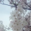 무심천 벛 꽃 이미지