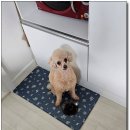 두리랑 이미지
