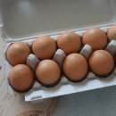 새벽농장 이미지