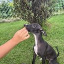 퍼피포유 | 반려견의 노화 방지를 위한 강아지 항산화제 [아나포유 옥스탑] 급여 후기