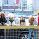 행복펫 애견미용실 이미지