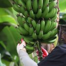 모네의 숲 민박 이미지