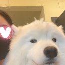 댄디하개 이미지