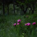 오월의꽃수레 이미지