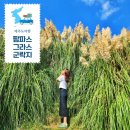 제주 팜파스그라스 군락지 숨은 명소 국세공무원교육원 갈대정원