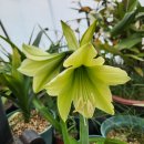 에버그린 이미지