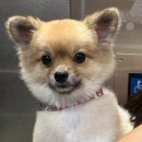 해마루펜션 | 삼척 장호해변 앞, 반려견과 함께한 여행 – 해마루애견동반펜션 후기