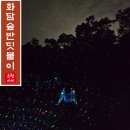 2026 화담숲 반딧불이 명소 예약 후기 단 2주만 열리는 경기도 축제