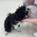 댄디애견 | 부평 애견미용 아콩하우스에서 첫 배냇미용 성공! 강아지가 편안한 인천 애견미용