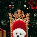 왈츠동물병원 이미지