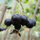 아로니아민박 이미지