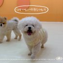 나잡아봐라 | [일산애견유치원]시우스쿨링 대화｜강아지유치원 고민 끝낸 후기, 고양애견유치원 추천