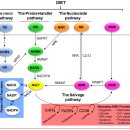 The role of NAD+ metabolism and its modulation of mitochondria 네이처 리뷰!! 이미지