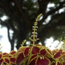 콜레우스( Coleus boumei Benth.'Fringed') 이미지