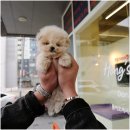 행복한강아지 이미지