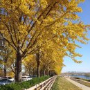 은행나무 이미지