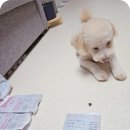 굿소프트 이미지