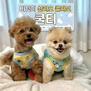 강아지 옷 추천, 바잇미 산리오 콜라보 쿨티 솔직후기 (+사이즈 추천)