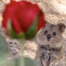 장미아파트 이미지