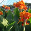 맨드라미 화단 이미지