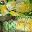 풍월농장 이미지