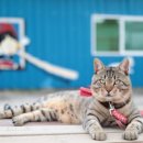 황우목장 이미지