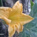 요즘 오라클안이 올려준 Grok 이미지