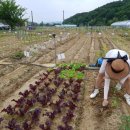 광리농장 이미지