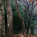 숲에 머물다 이미지