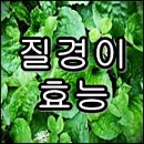 질경이 마을 Daum카페