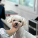 애견미용 이미지