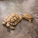 (주)마스코 이미지