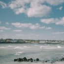 핑크뮬리 이미지