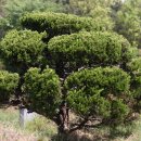 향나무로 이미지