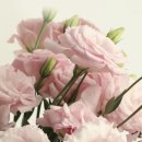 나린농장 | 👶 돌잔치 준비 4편｜양재 꽃시장 생화 구매기 (일요일 휴무, 토요일 오전 방문 리얼 후기)