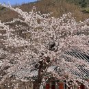 GS25 유가사네거리점 | 대구 팔공산 동화사 드라이브 사찰 입장료