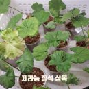 거목농장 | 질석 제라늄 삽목 장점 베란다 취미 원예 내돈내산 사용후기