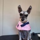 마이핫독 이미지