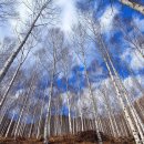 자작나무숲 스테이 이미지