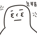 초평밤나무 이미지