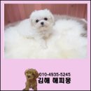 루비 애견샵 이미지