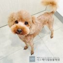 네오메디컬동물병원 이미지