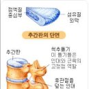 추간판 디스크 - 척추관 협착증 이미지