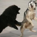 우쭈쭈 내강아지 이미지