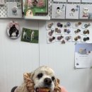 멍멍쩝쩝 이미지