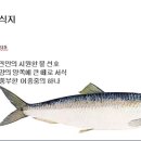 073 대서양청어 Herring, Atlantic 이미지