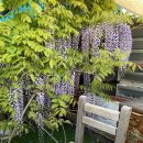 달콤한휴식 | [부산 카페] 남천동 대나무 숲속의 달콤한 휴식, '남천리녹차팥빙수' 방문 후기 🌿