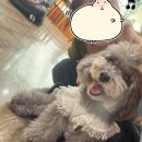 함께할개 사랑할개 네이버블로그