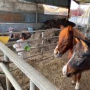 대파니힐링팜 이미지