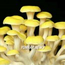 호암농산 연합뉴스
